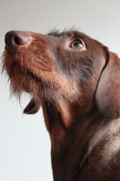 CH. Fallilou du sangre bleu